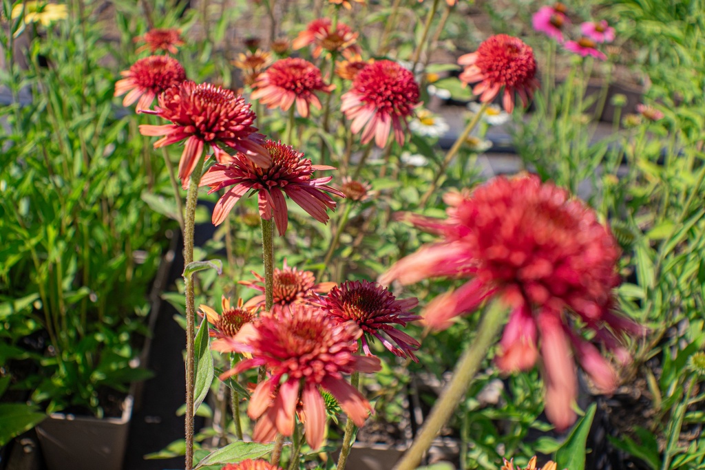Echinacea hybride 'Hot Papaya'