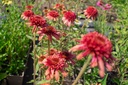 Echinacea hybride 'Hot Papaya'