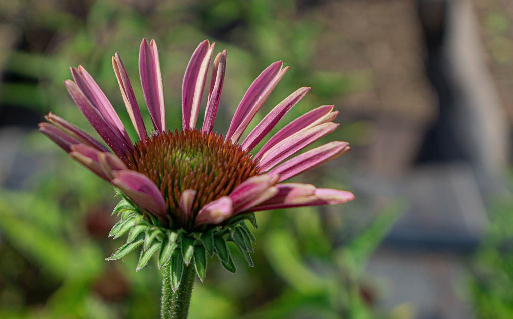 Echinacea purpurea 'Magnus Superior'