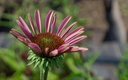 Echinacea purpurea 'Magnus Superior'