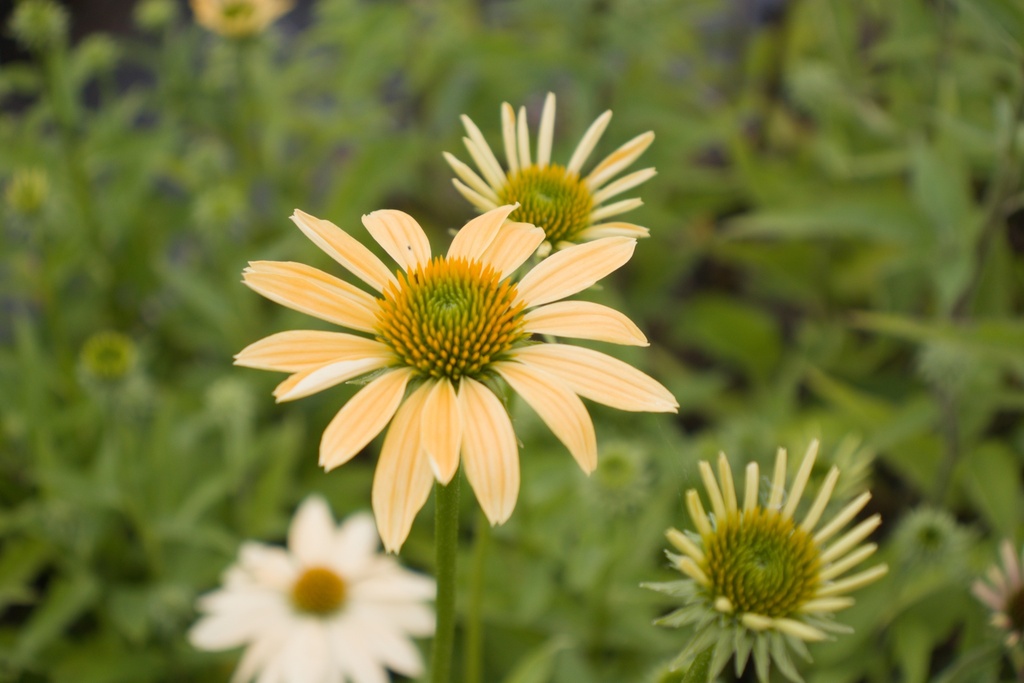 Echinacea purpurea 'Mellow Yellow'