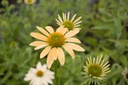 Echinacea purpurea 'Mellow Yellow'