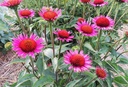 Echinacea hybride 'Vintage Wine'