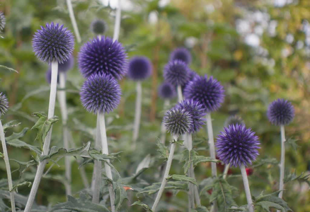 Echinops ritro 'Veitch's Blue'
