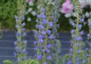 Echium vulgare