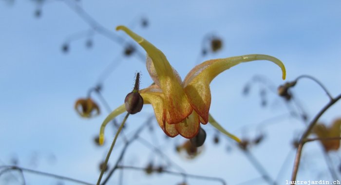 Epimedium hybride 'Amber Queen'