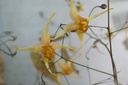 Epimedium hybride 'Amber Queen'