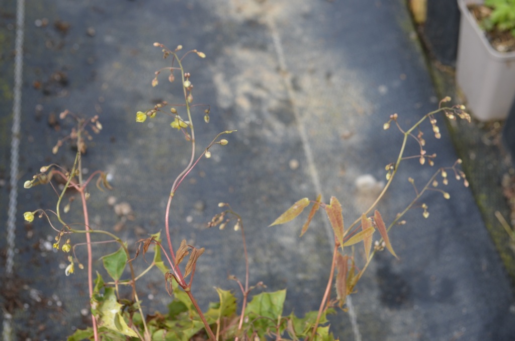 Epimedium hybride 'Spine Tingler'