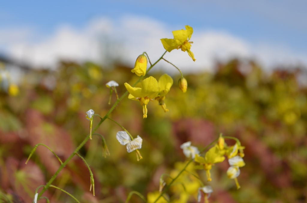 Epimedium perralchicum (x) 'Frohnleiten'