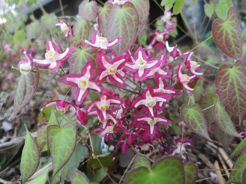 Epimedium rubrum (x)