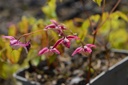 Epimedium rubrum (x)