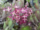 Epimedium rubrum (x)