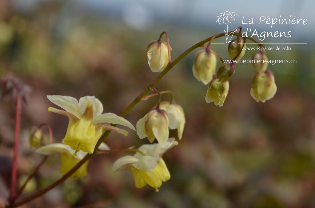 Epimedium versicolor (x) 'Sulphureum'