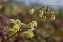 Epimedium versicolor (x) 'Sulphureum'