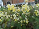 Epimedium versicolor (x) 'Sulphureum'