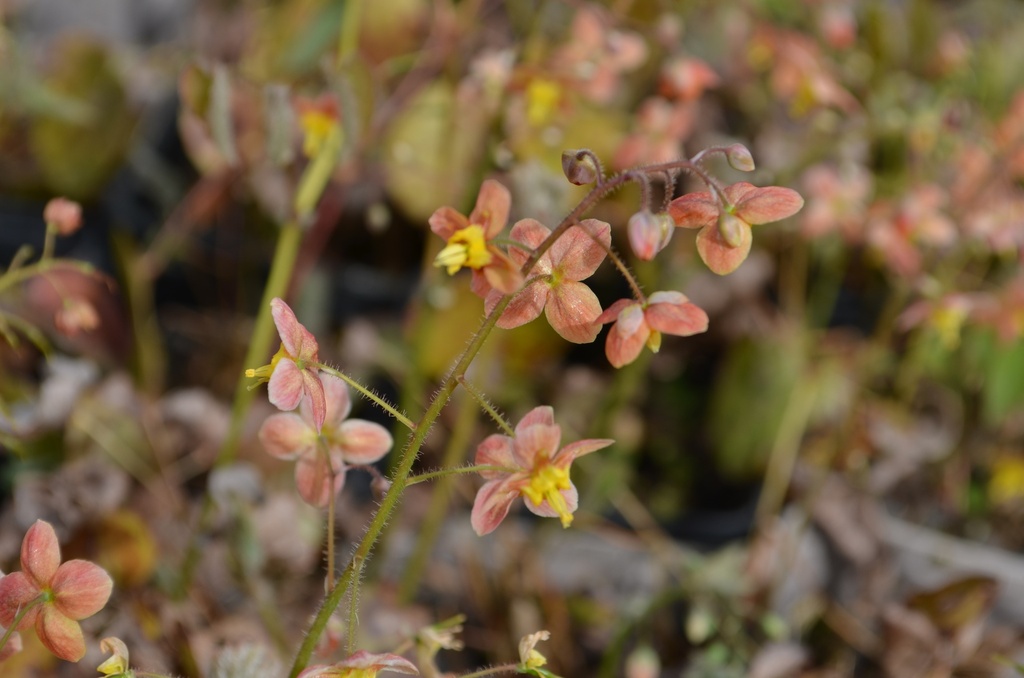 Epimedium warleyense (x) 'Orangekönigin'