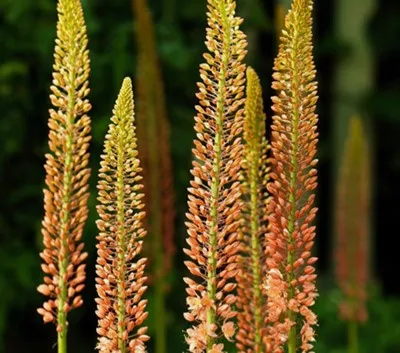 Eremurus hybride 'Cleopatra' (Bio)