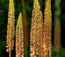 Eremurus hybride 'Cleopatra'