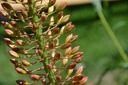 Eremurus hybride 'Cleopatra'