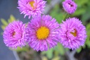 Erigeron hybride 'Foerster's Lieblings'