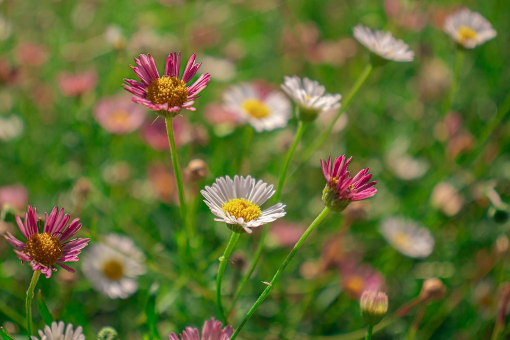 Erigeron karvinskianus 'Blütenmeer'