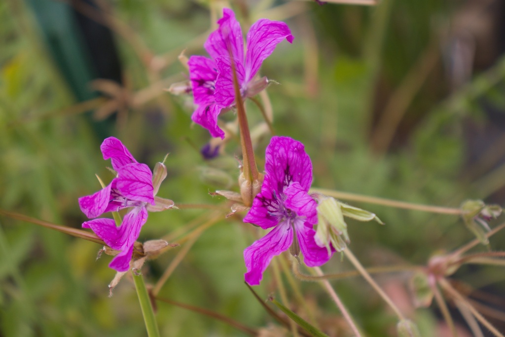 Erodium manescavii