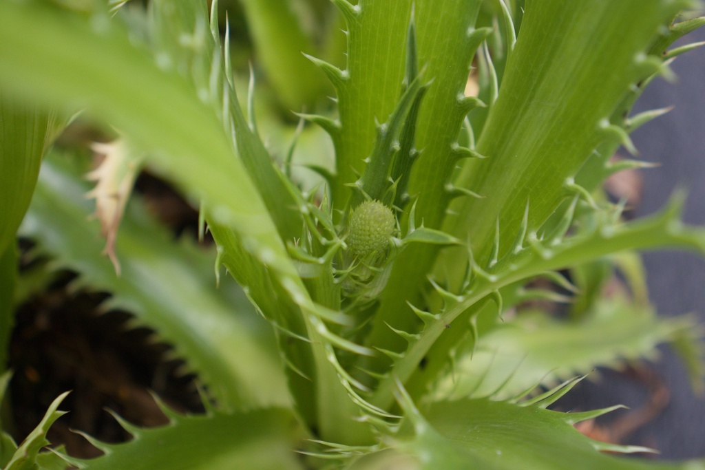 Eryngium agavifolium
