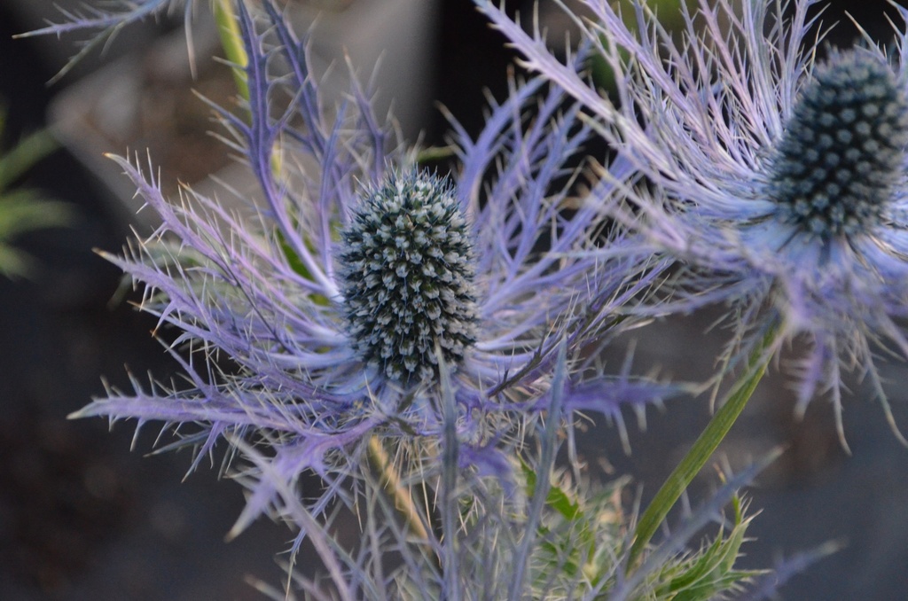 Eryngium alpinum 'Blue Star'