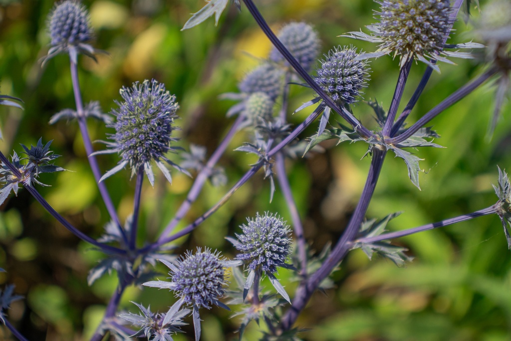 Eryngium planum 'Blaukappe'