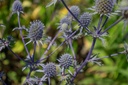 Eryngium planum 'Blaukappe'