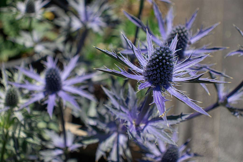 Eryngium zabelii (x) 'Big Blue'