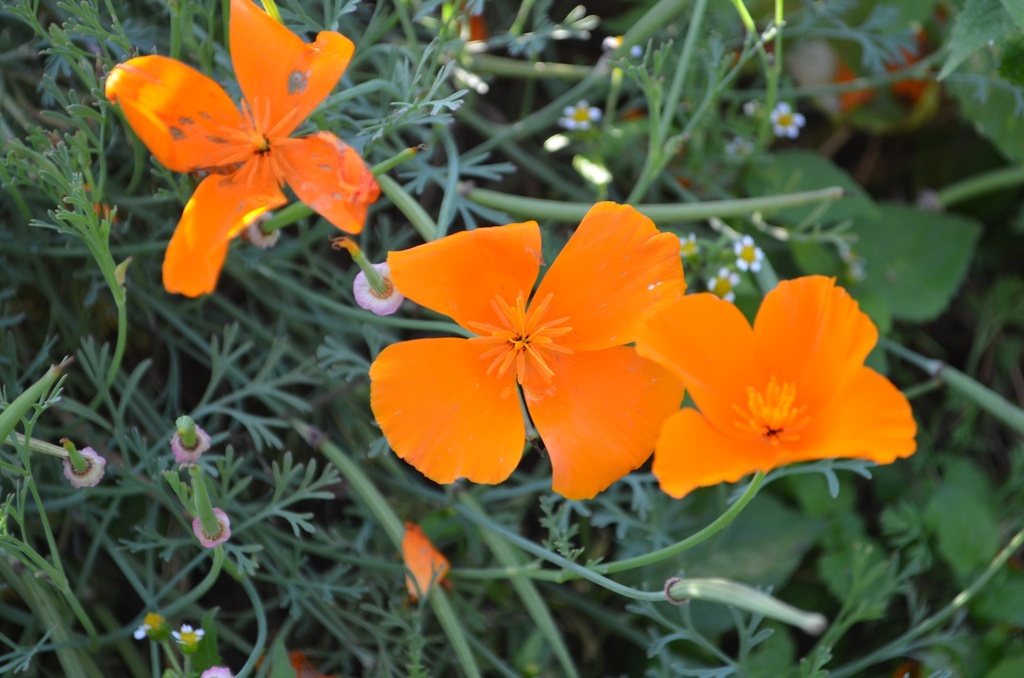 Eschscholzia californica