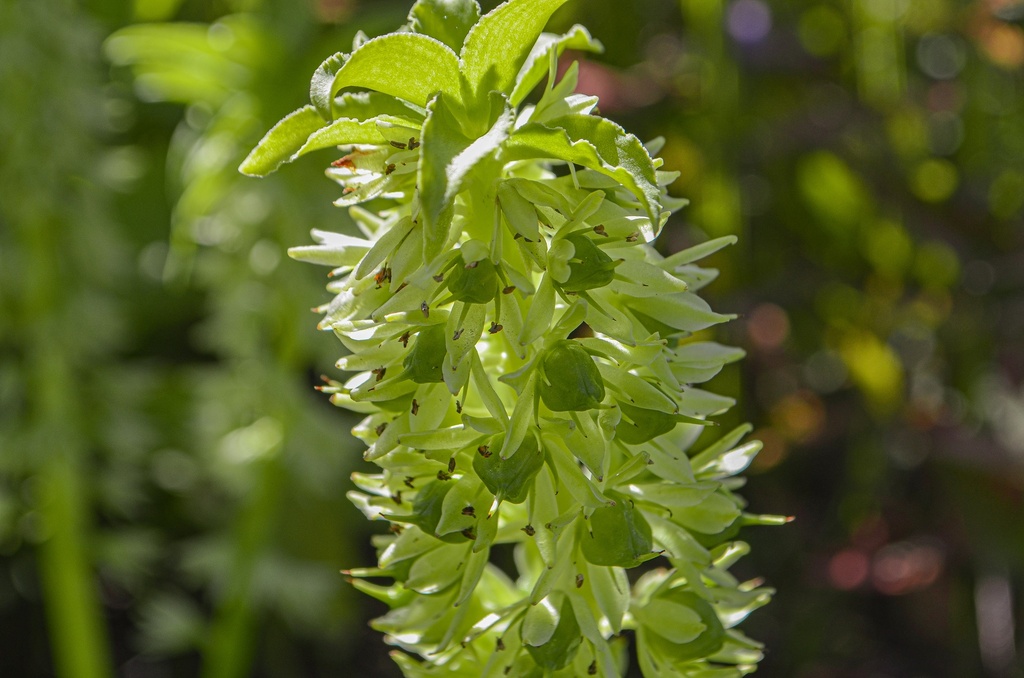 Eucomis autumnalis
