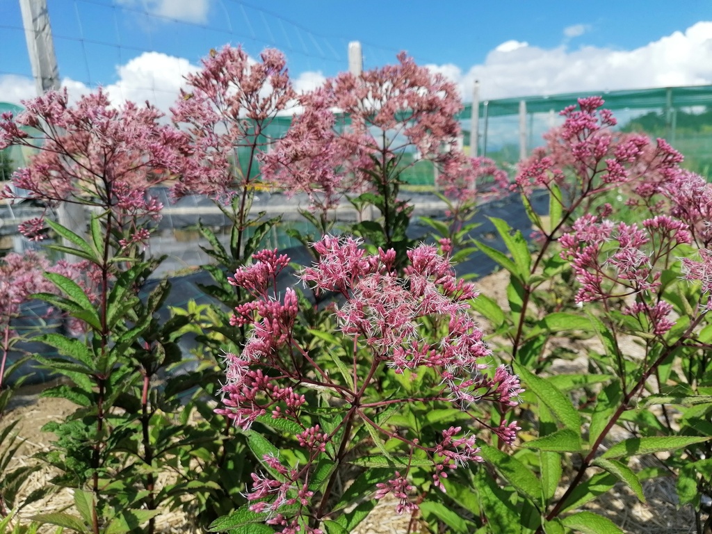 Eupatorium maculatum 'Riesenschirm' (Bio)