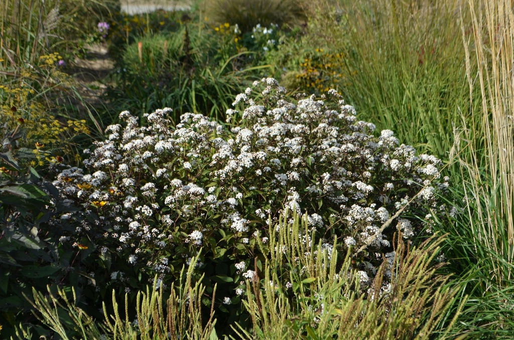 Eupatorium rugosum 'Chocolate'