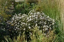 Eupatorium rugosum 'Chocolate'