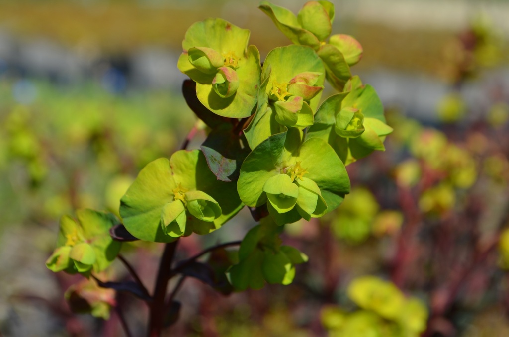 Euphorbia amygdaloides 'Purpurea' (Bio)