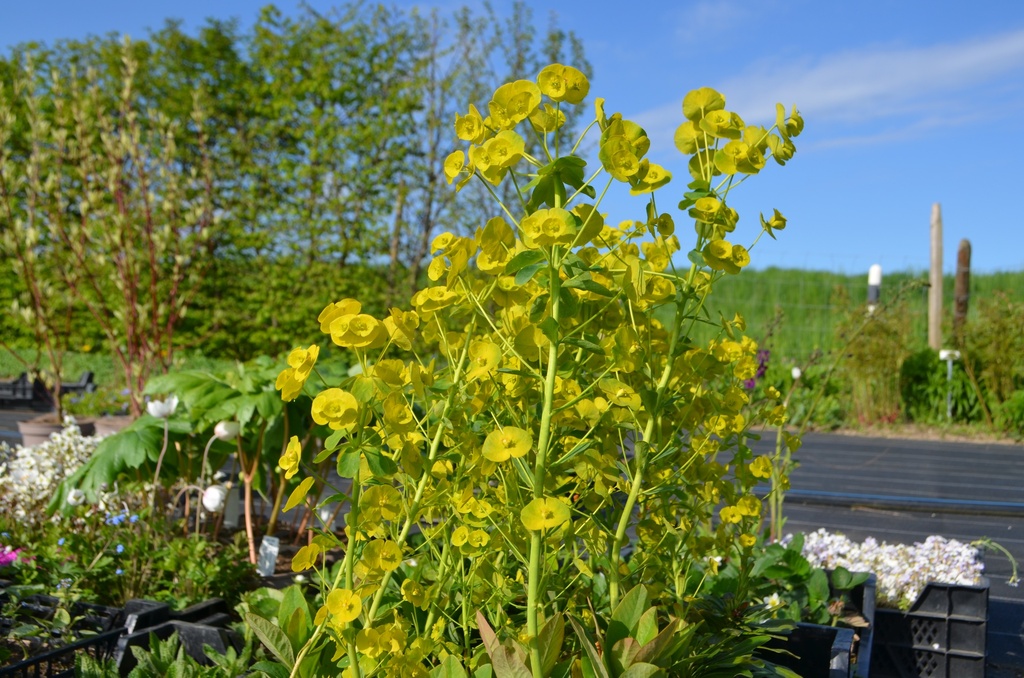 Euphorbia amygdaloides var. robbiae (Bio)