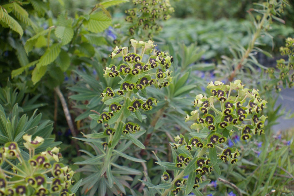 Euphorbia characias 'Black Pearl'