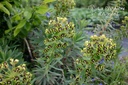 Euphorbia characias 'Black Pearl'