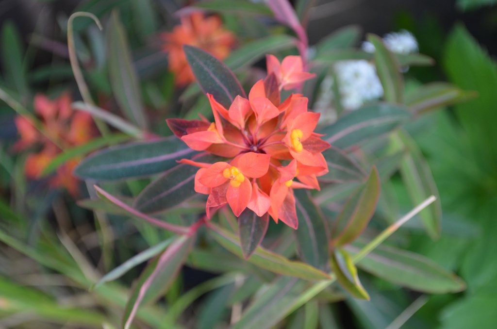 Euphorbia griffithii 'Dixter'