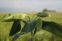Euphorbia lathyris