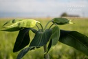 Euphorbia lathyris