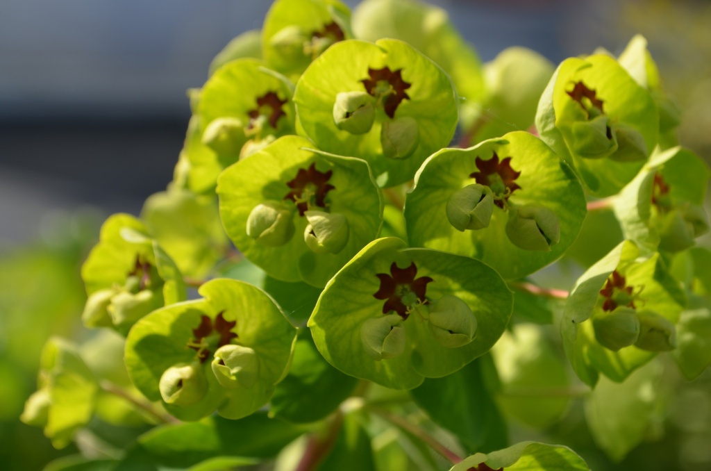 Euphorbia martinii (x) (Bio)