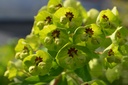 Euphorbia martinii (x)