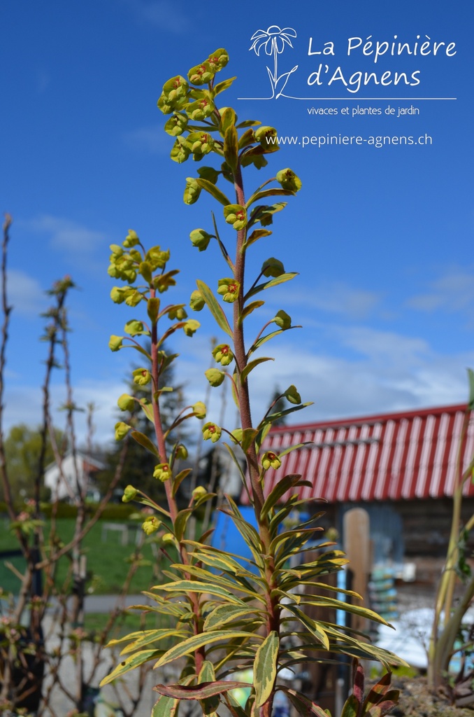 Euphorbia martinii (x) 'Ascot Rainbow'
