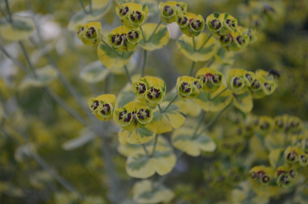 Euphorbia martinii (x) 'Ascot Rainbow'