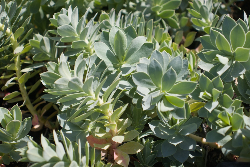 Euphorbia myrsinites