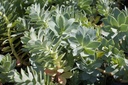 Euphorbia myrsinites