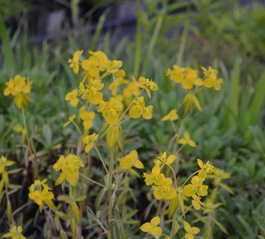 Euphorbia pekinensis